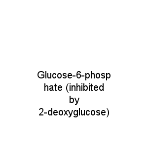 Glucose-6-phosphate (inhibited by 2-deoxyglucose)